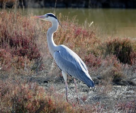 Héron Cendré Ardea Cinerea Laurent Carrier Ornithologie