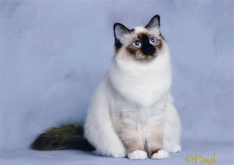 Cat Lucky: Birman Cat Breed