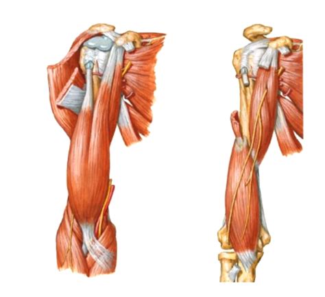 Anterior Arm Diagram Quizlet