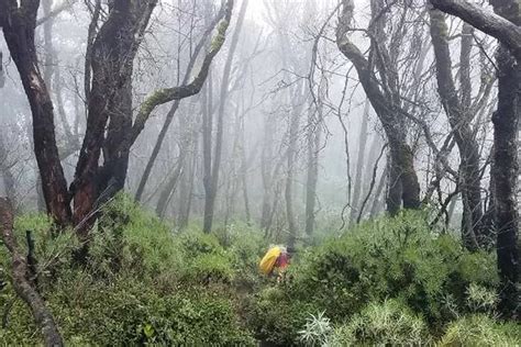 Serunya Pendakian Gunung Butak Via Kebun Teh Sirah Kencong Blitar Trek