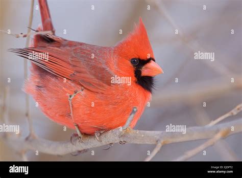 Northern Cardinal Cardinalis Cardinalis Male In Winter Perched With