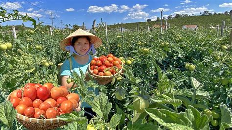 Days Of Harvesting Tomatoes To Sell At The Market Cooking And