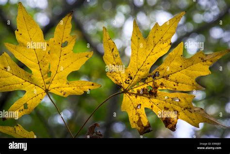 Big leaf maple leaves Stock Photo - Alamy