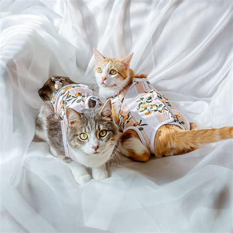 Why Your Cat Needs Pajamas Recovery Suit Cat Wrap Cat Clothes