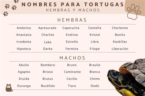 Nombres Para Una Tortuga Hembra Arsveterinaria