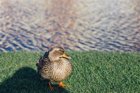 Patos de aves acuáticas salvajes nadan en un lago limpio en un día