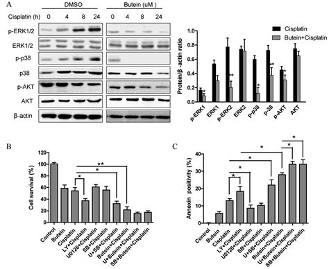 Butein Sensitizes Hela Cells To Cisplatin Through The Akt And Erkp38