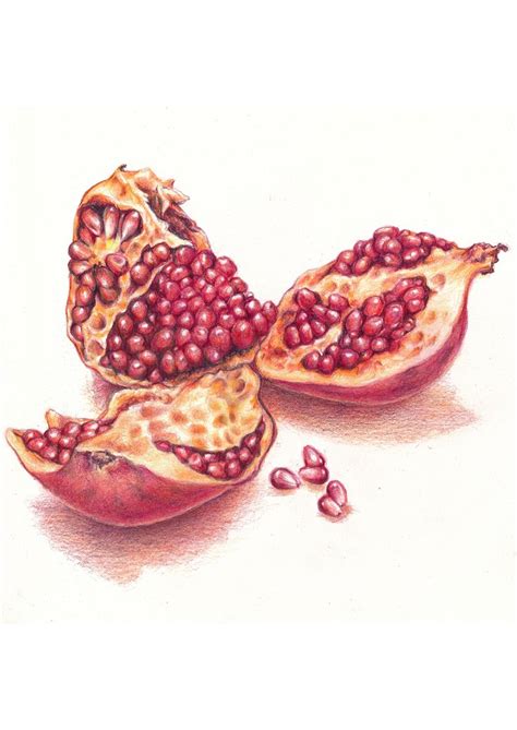 Colored Pencil Drawing of a Pomegranate