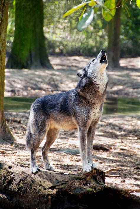 Gray Wolf Howling