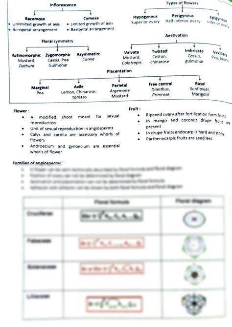 Solution Morphology And Families Flowcharts Studypool