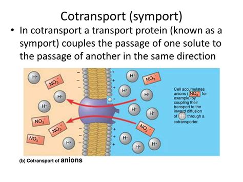 Ppt Transport In Plants Powerpoint Presentation Free Download Id