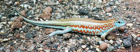 Western Girdled Lizard Drayton Manor