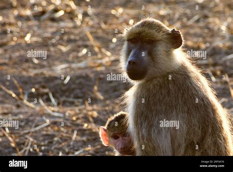 Baboon mother and baby Stock Photo - Alamy