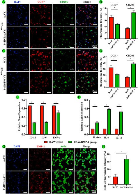 Polarization And Expression Of Inflammatory Cytokines And Bmp In