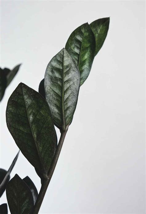 Black ZZ plants, newcomers with style in the world of designer plants