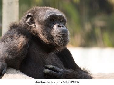 Close Face Male Chimpanzee Stock Photo 585882839 | Shutterstock