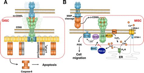 S Cd95 And M Cd95 L Trigger Different Cd95 Mediated Signaling Pathways