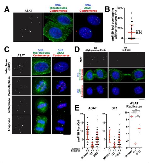 Analysis Of Centromere RNA Foci Across The Cell Cycle A