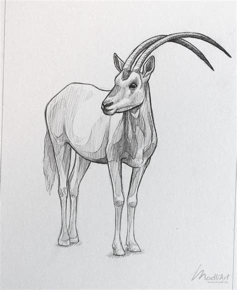 Oryx Drawing By Madliart Animal Sketches Spiderman Art Sketch