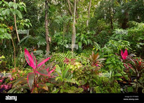 Sub Tropical Rainforest Garden With Dense Lush Green Foliage Of Trees