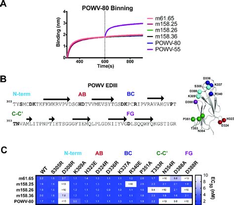 Epitope Binning And Mutagenesis Mapping Of Neutralizing Powv Ediii