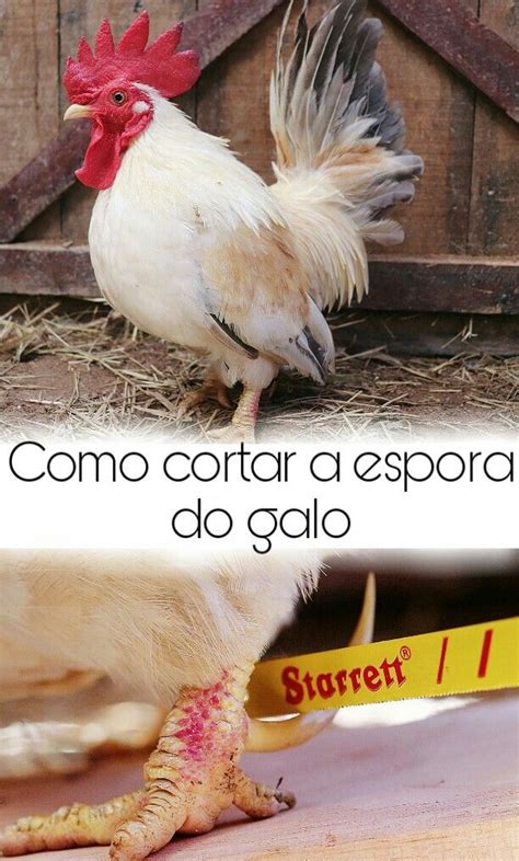 O Que É Bom Para Esporão De Galo - Como cortar a espora do galo | Espora, Galo, Criação de galinha