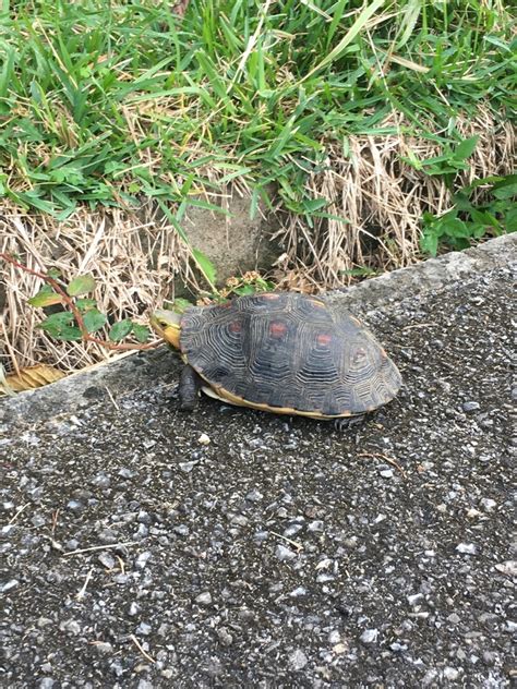 Ryukyu Yellow Margined Box Turtle In December By Nakatada Wachi