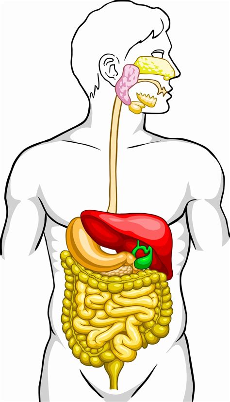 Human Digestive System Drawing | Free download on ClipArtMag