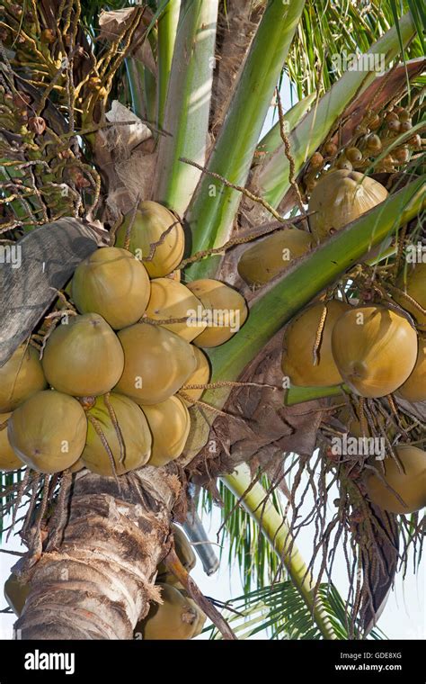 Coconut Tree On The Beach Of Rangbeach Danang Asia Stock Photo Alamy