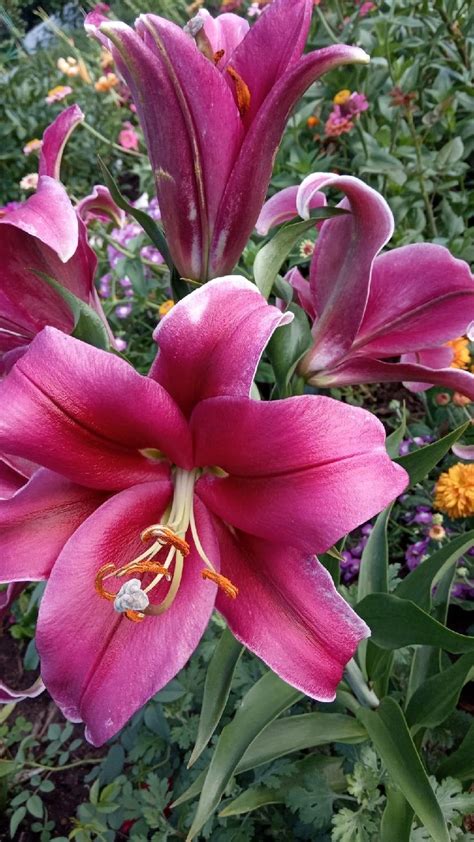 Types Of Lilies 8 Beautiful Cold Hardy Choices For The Garden Artofit