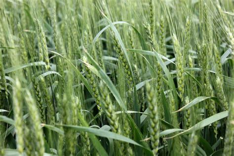 Wheat growing stock image. Image of leafs, grain, beans - 47471499