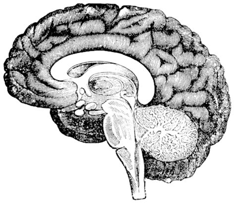 垂直断面の人間の脳の側面図のヴィンテージの彫刻 ベクターイラスト画像とpngフリー素材透過の無料ダウンロード Pngtree