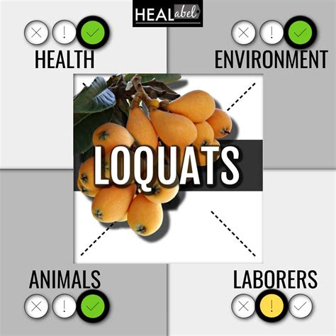 loquat health benefits Archives | HEALabel