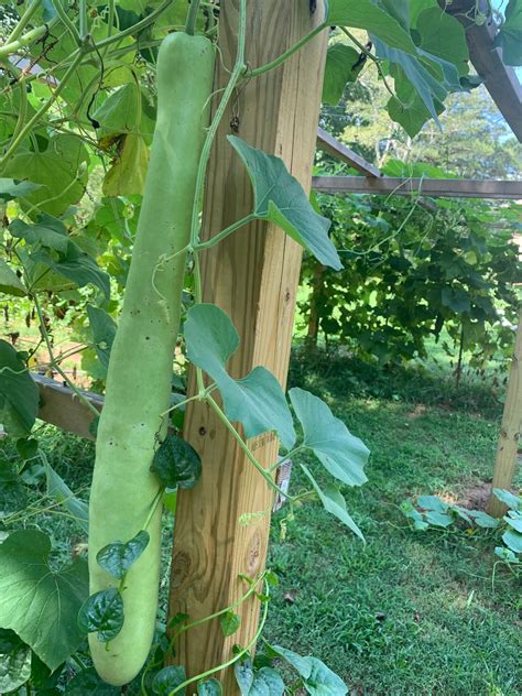 10 Lauki Seeds Doodhi Kaddu Long Bottle Gourd Etsy