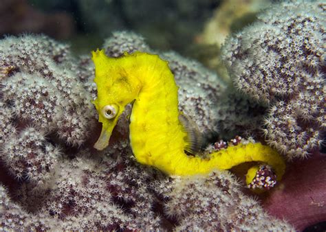 White's Seahorse (Fish of Coogee Beach) · iNaturalist