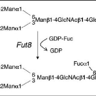 Reaction Pathway For The Synthesis Of Core Fucose Man Mannose Fuc