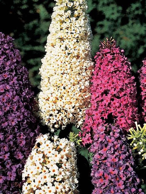 Butterfly Bush Seeds & Plants | Easy to Grow Pollinator Shrubs - Burpee