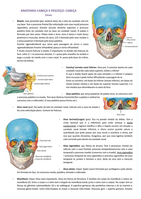 Resumo Cabe A E Pesco O Aula Aula Cavidade Nasal E Oral