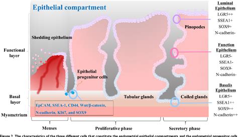 Figure 1 From Endometrial Stem Cells Orchestrating Dynamic