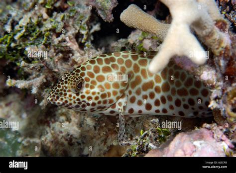 Honeycomb Grouper Epinephelus Merra Ailuk Atoll Marshall Islands