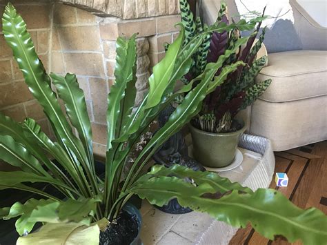 Birds Nest Fern Is Growing Skinny Leaves What Might Be The Problem