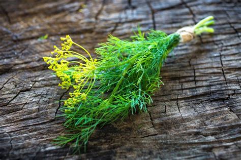 Fennel Vs Dill Spiceography Showdown﻿