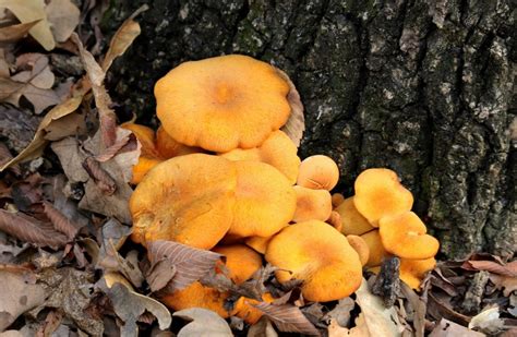 Orange Mushrooms In Your Yard — What Are They?