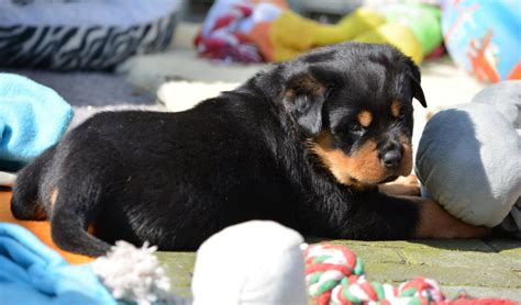 Fluffy Puppies Cute Dogs And Puppies Doggies Rottweiler Love