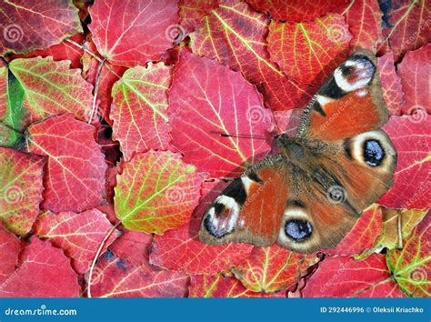 Colorful Autumn Background Bright Red Peacock Butterfly On Colorful