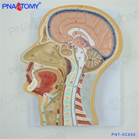 The Coronal Section Technique Unlocking The Secrets Of The Human Body