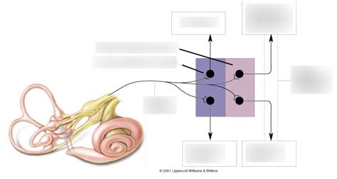 Vestibular pathway Diagram | Quizlet