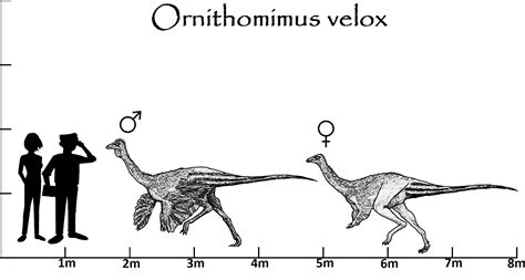 Tierprofil Ornithomimus velox weißen Steine