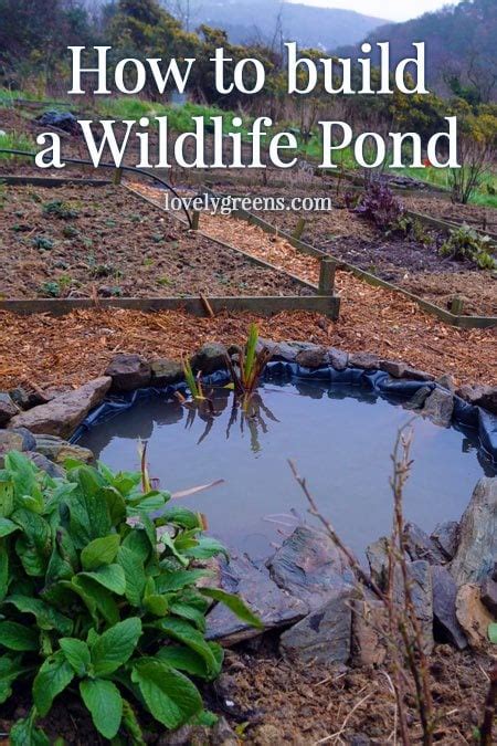 Building A Small Garden Pond For Wildlife Garden Living And Making