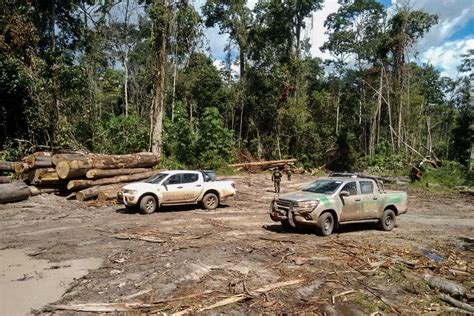 Ibama Combate Desmatamento Na Terra Ind Gena Temb Pa E Apreende